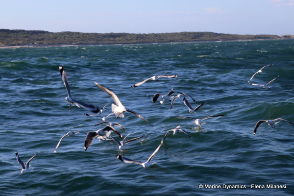 Kelp Gulls, South Africa 